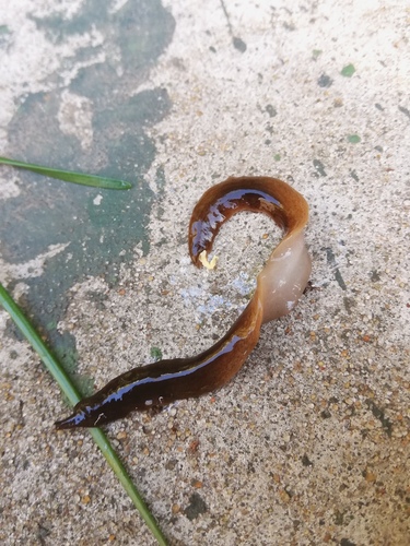 Obama Flatworm, José Cubas 3888, Buenos Aires, Argentina, photo 8 of 10