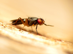 Heteromeringia nitida