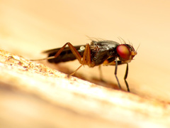 Heteromeringia nitida