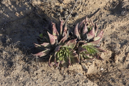 Dudleya acuminata