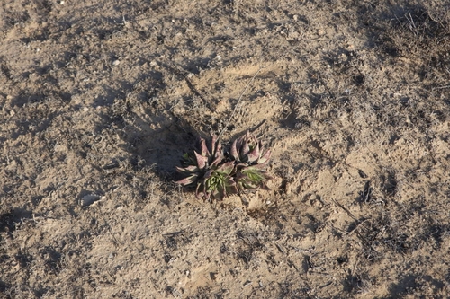 Dudleya acuminata