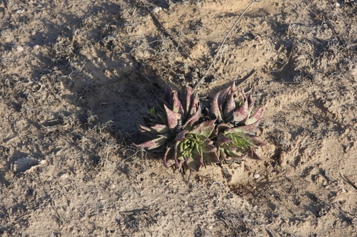 Image of Dudleya acuminata by (c) Ricardo Betancourt Sánchez, some rights reserved (CC BY)