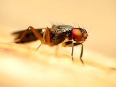 Heteromeringia nitida