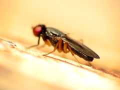 Heteromeringia nitida