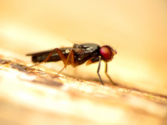 Heteromeringia nitida