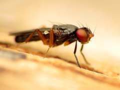 Heteromeringia nitida