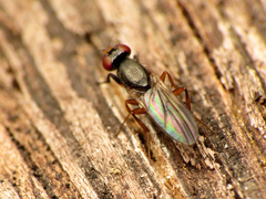 Heteromeringia nitida