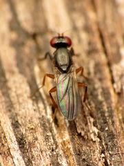 Heteromeringia nitida