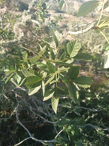 Image of Lower California Buckeye (Aesculus parryi) by (c) Ricardo Betancourt Sánchez, some rights reserved (CC BY)
