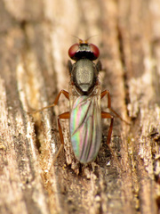 Heteromeringia nitida