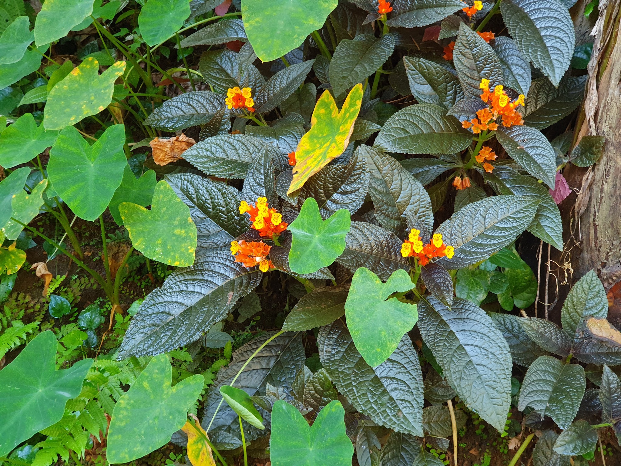 Imagem de Canário-vegetal
