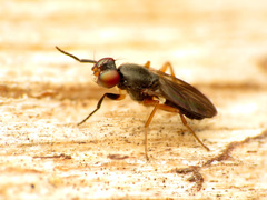 Heteromeringia nitida