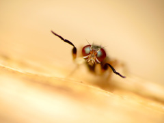 Heteromeringia nitida