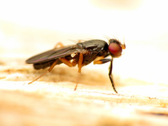 Heteromeringia nitida