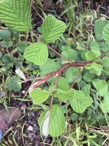 Rubus ellipticus
