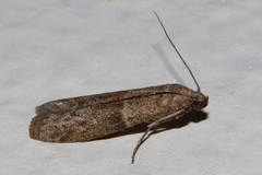 Cadra cautella