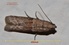 Cadra cautella