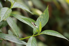 Thysanoptyx incurvata