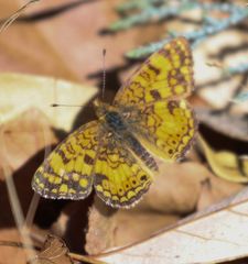 Phyciodes mylitta
