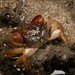 Bluish Mangrove Crab - Photo (c) KrabX, some rights reserved (CC BY-NC-ND), uploaded by KrabX