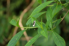 Thysanoptyx incurvata