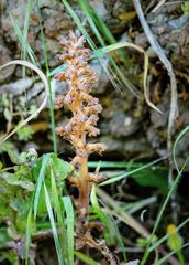 Orobanche pubescens