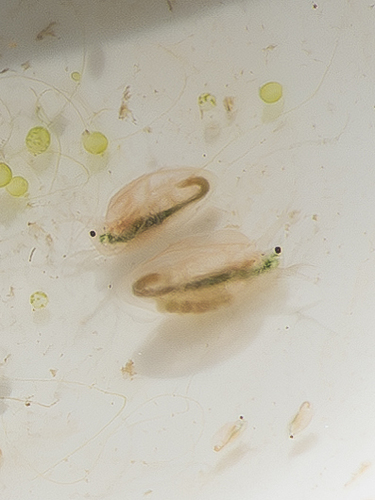 iNaturalist observation photo of Daphniidae