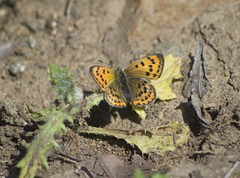 Lycaena ottomanus