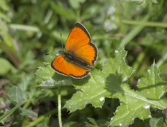 Lycaena ottomanus