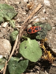Pyrrhocoris apterus