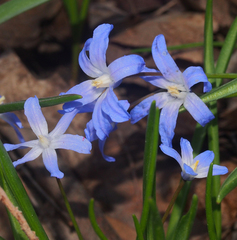 Scilla forbesii