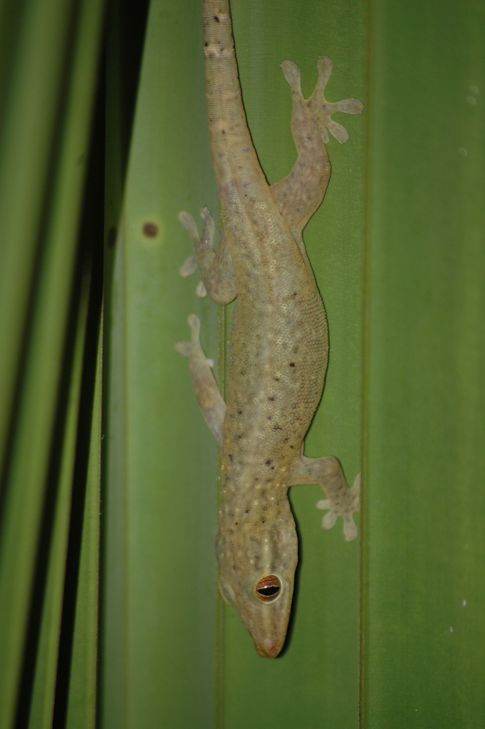 Dwarf Bronze Gecko