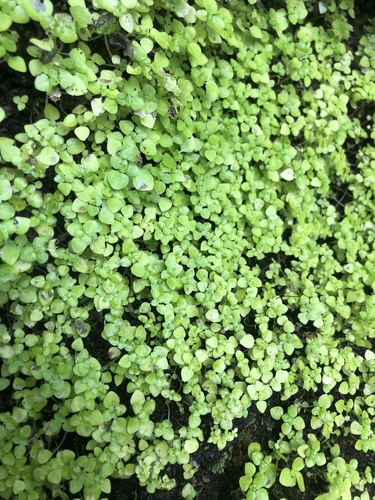 Pilea peploides iNat (1)