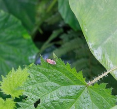 Physopelta quadriguttata