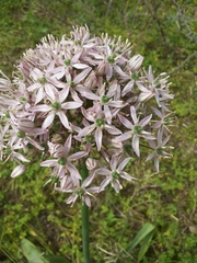 Allium nigrum