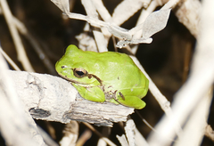 Hyla savignyi