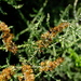 Escarpment Snakebush - Photo (c) Nick Helme, some rights reserved (CC BY-SA), uploaded by Nick Helme