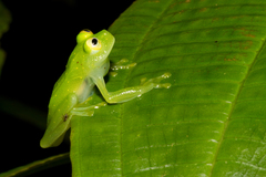 Starrett's Glass Frog photo 5