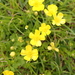 Japanese Buttercup - Photo (c) Liu JimFood, some rights reserved (CC BY-NC), uploaded by Liu JimFood