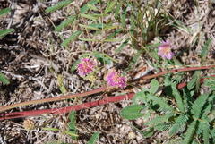 Mimosa rupertiana