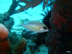 Scolopsis margaritifera