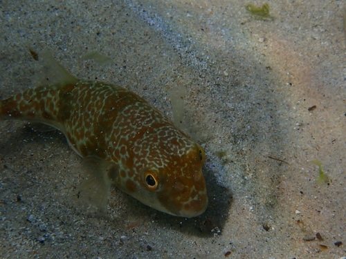Halstead's toadfish (Reicheltia halsteadi) — Tetraodontidae — 4