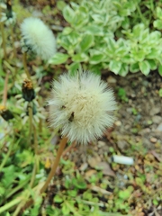 Taraxacum officinale