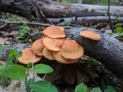 Neofavolus alveolaris