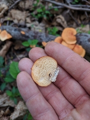 Neofavolus alveolaris