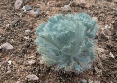 Arctomecon californica