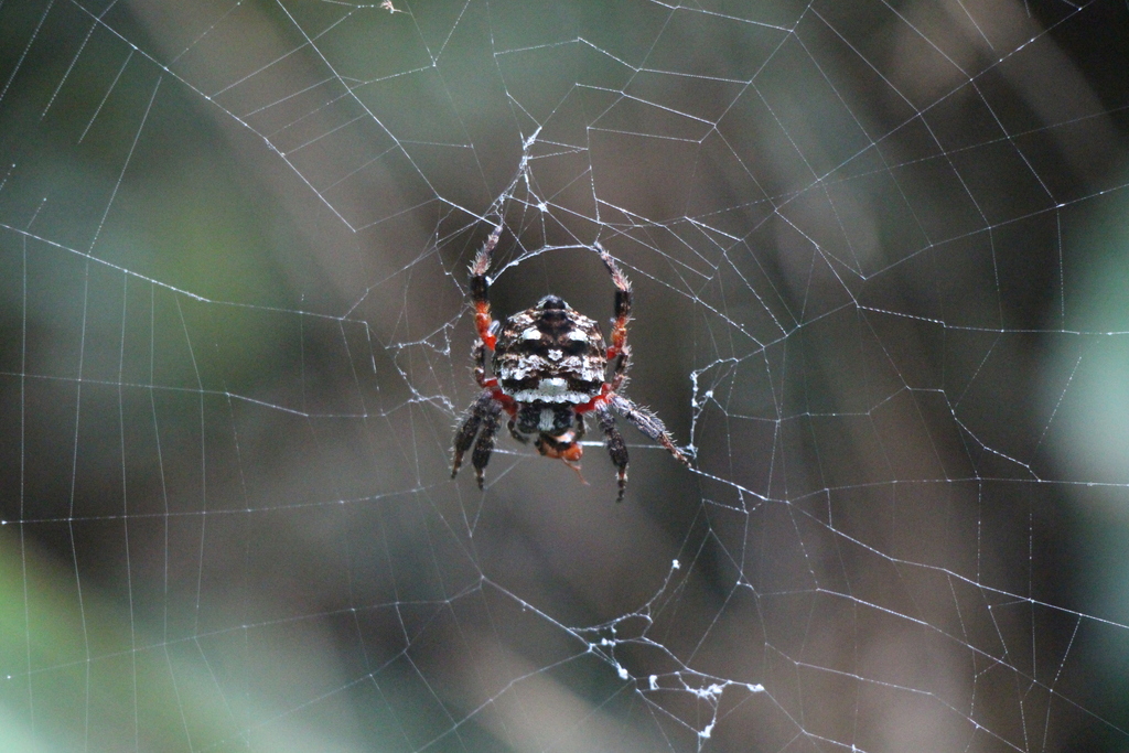 Bark Spiders from Isangi, Repubblica Democratica del Congo on March 9 ...