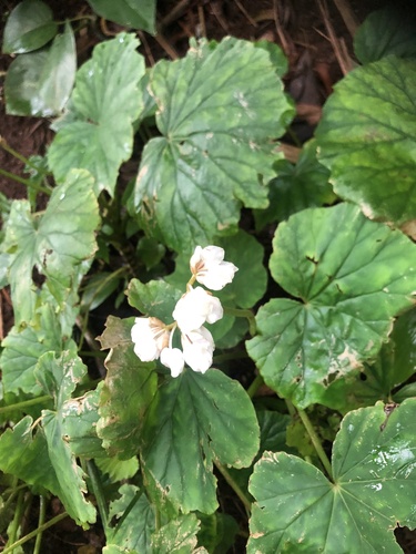 Begonia fusca