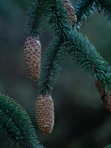 Sitka spruce