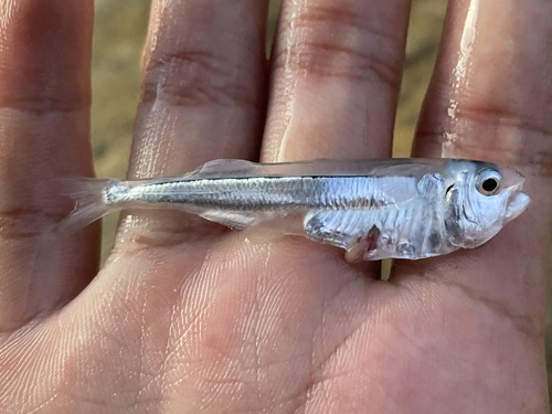 Branding-zilvervisje (Iso rhothophilus) — Isonidae — 2